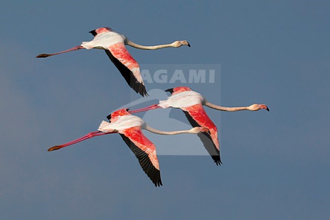 Flamingo\'s in de vlucht; Greater Flamingos in flight stock-image by Agami/Daniele Occhiato,