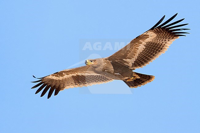 Steppe Eagle (Aquila nipalensis orientalis), juvenile in flight stock-image by Agami/Saverio Gatto,