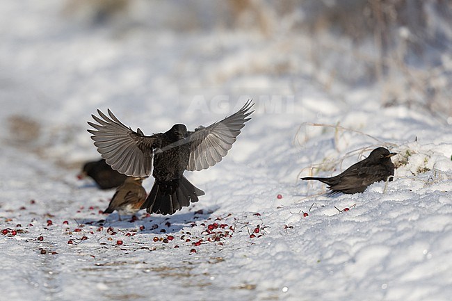 First-winter male Common Blackbird (Turdus merula) landing in snow at Rudersdal, Denmark stock-image by Agami/Helge Sorensen,