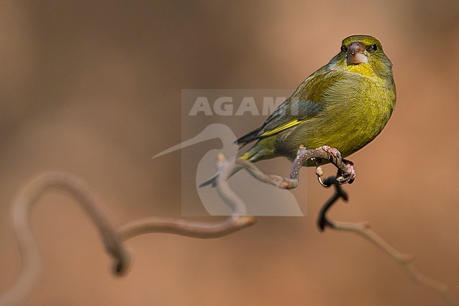 Greenfinch, Carduelis chloris stock-image by Agami/Daniele Occhiato,