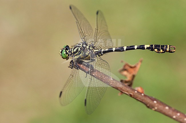 Imago Kleine tanglibel; Adult Small Pincertail; Adult Green-eyed Hooktail; stock-image by Agami/Fazal Sardar,