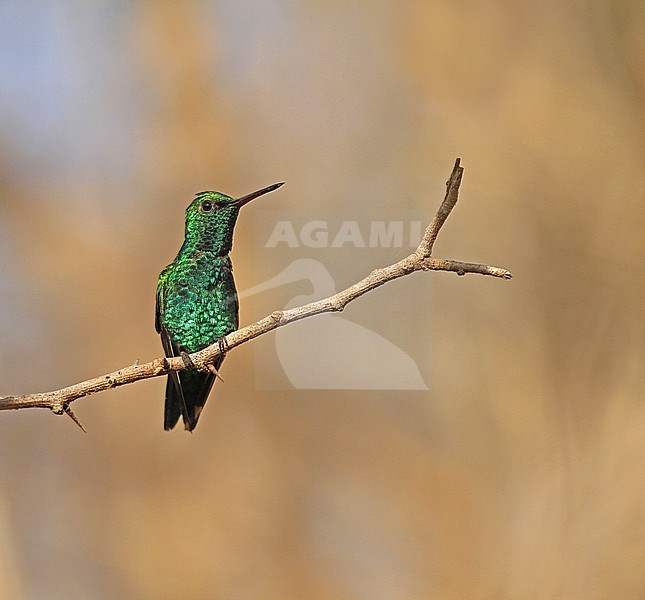 Red-billed emerald (Chlorostilbon gibsoni) perched on a small branch in Colombia. stock-image by Agami/Pete Morris,