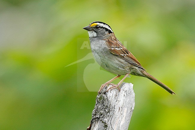 Adult breeding
Somerset Co., ME
June 2006 stock-image by Agami/Brian E Small,