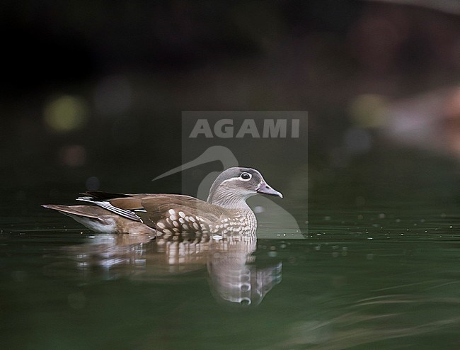 Mandarin Duck (Aix galericulata), Germany, adult female stock-image by Agami/Ralph Martin,