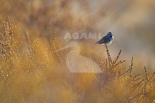 Male White-spotted Bluethroat (Luscinia svecica) in dunes south of Katwijk, Netherlands. Singing male with backlight. stock-image by Agami/Menno van Duijn,