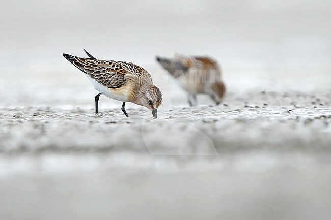 First-winter Red-necked Stint (Calidris ruficollis) during autumn migration in Mongolia. stock-image by Agami/Dani Lopez-Velasco,