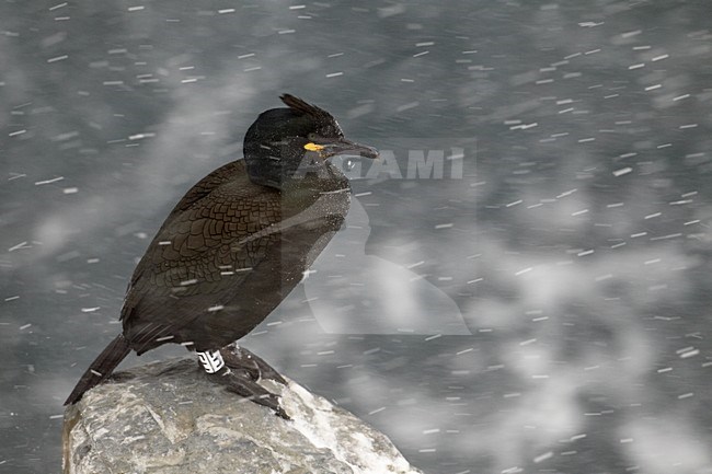 Volwassen Kuifaalscholver in de sneeuw; Adult European Shag in snow stock-image by Agami/Markus Varesvuo,