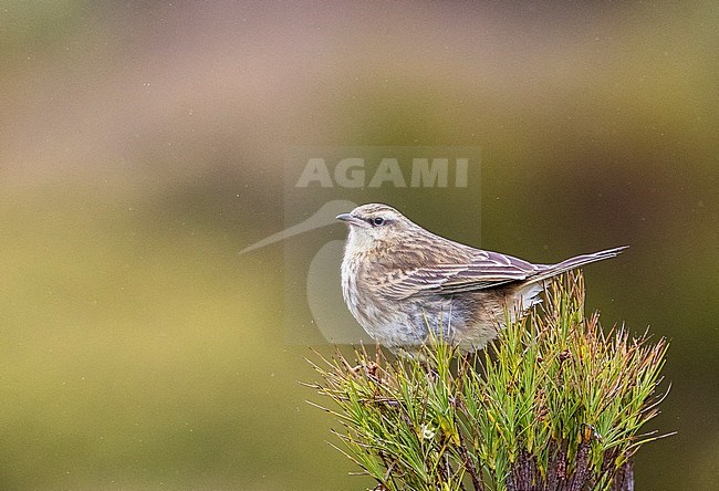 Campbell Island Pipit (Anthus novaeseelandiae aucklandicus) on Campbell island, subantarctic New Zealand. Sitting on top of a native plant. stock-image by Agami/Marc Guyt,