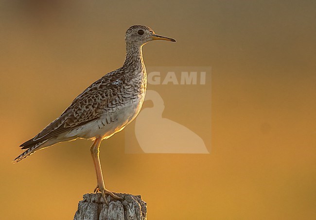 Upland Sandpiper (Bartramia longicauda) at the prairies of southwest Manitoba, Canada. stock-image by Agami/Eduard Sangster,