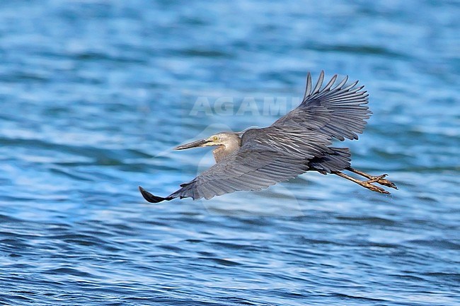 Sumatraanse Reiger, Great-billed Heron stock-image by Agami/Dubi Shapiro,