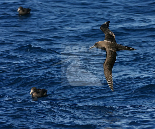 Adult Sooty Albatross (Phoebetria fusca) at sea on the southern Atlantic ocean near Tristan da Cunha. stock-image by Agami/Marc Guyt,