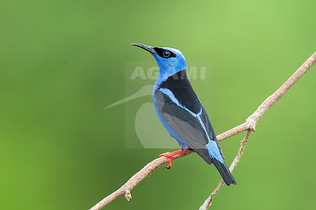 Red-legged Honeycreeper (Cyanerpes cyaneus) perched on a twig in rainforest of Costa Rica. stock-image by Agami/Bence Mate,