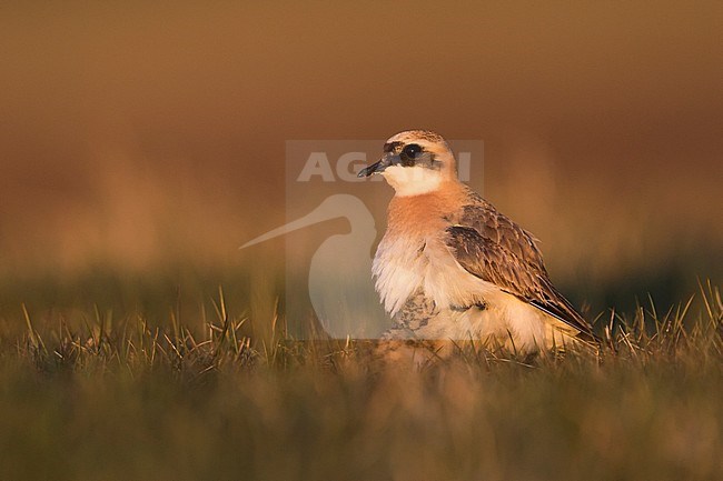 Lesser Sand Plover - Mongolenregenpfeifer - Charadrius mongolus ssp. pamirensis, Kyrgyzstan, adult male with a chick stock-image by Agami/Ralph Martin,