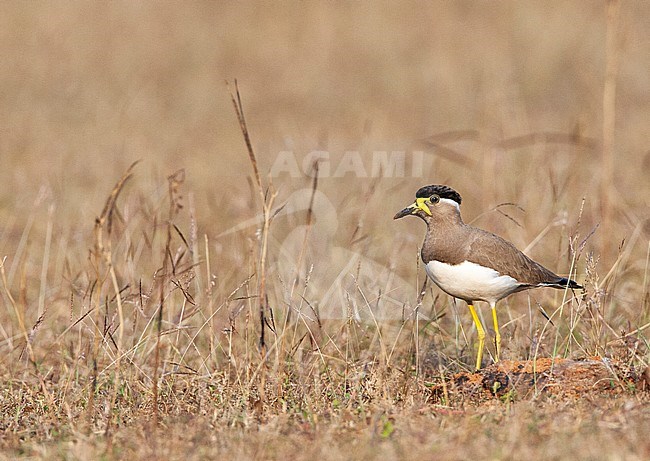 Adult Yellow-wattled Lapwing (Vanellus malabaricus) standing on arid field, showing breast pattern. stock-image by Agami/Marc Guyt,
