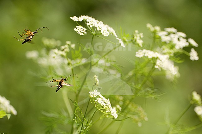 Vliegende kevers boven fluitenkruid, Flying beetles above Cow parsley stock-image by Agami/Rob de Jong,