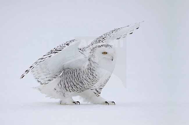 Sneeuwuil landend in de sneeuw; Snowy Owl landing in the snow stock-image by Agami/Chris van Rijswijk,
