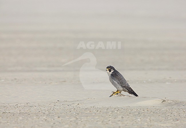 Slechtvalk; Peregrine Falcon (Falco peregrinus) stock-image by Agami/Arie Ouwerkerk,