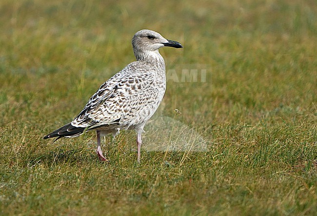 First-winter Mongolian Gull (Larus vegae mongolicus) during autumn migration in Mongolia. Subspecies of Vega Gull. stock-image by Agami/Dani Lopez-Velasco,