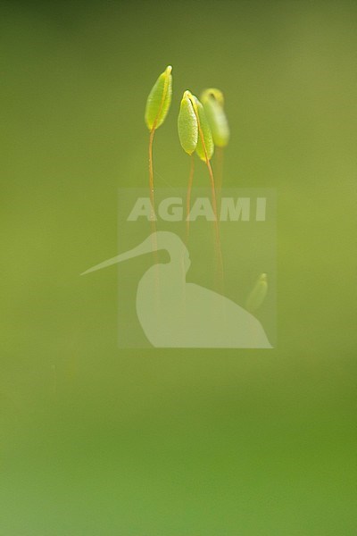 Gewoon Peermos; Pohlia Moss stock-image by Agami/Wil Leurs,