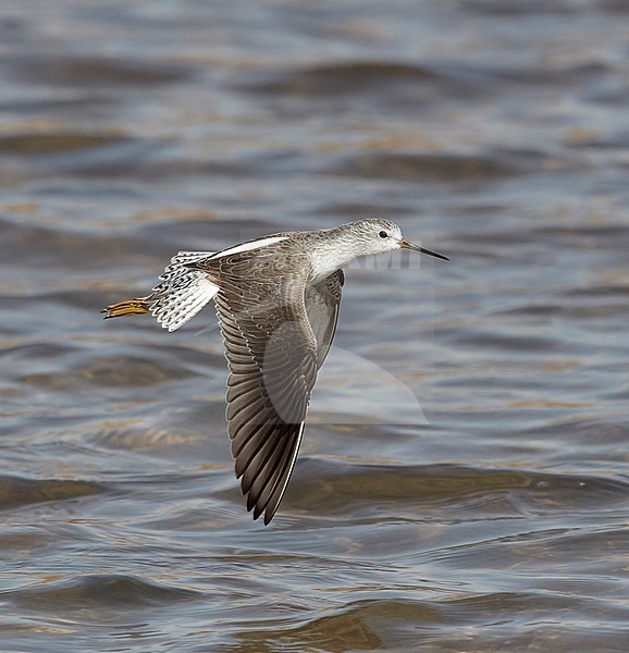 Poelruiter in vlucht; Marsh Sandpiper (Tringa stagnatilis) in flight stock-image by Agami/Tomi Muukkonen,