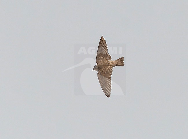 Grey-throated martin, Riparia chinensis, in Northeast India. stock-image by Agami/Dani Lopez-Velasco,