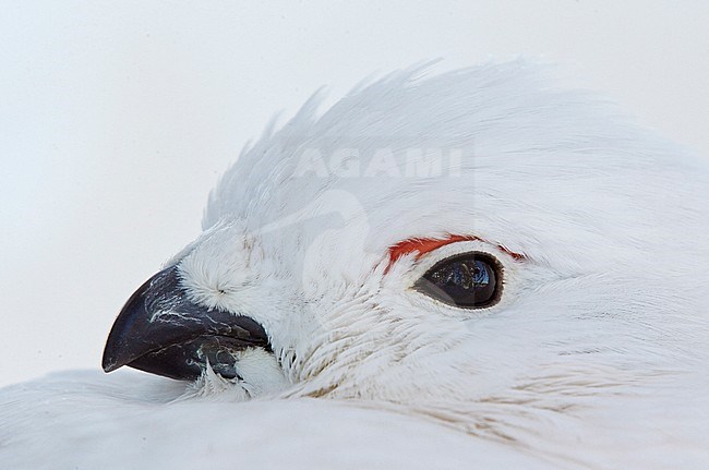 Moerassneeuwhoen in de sneeuw, Willow Ptarmigan in snow stock-image by Agami/Markus Varesvuo,