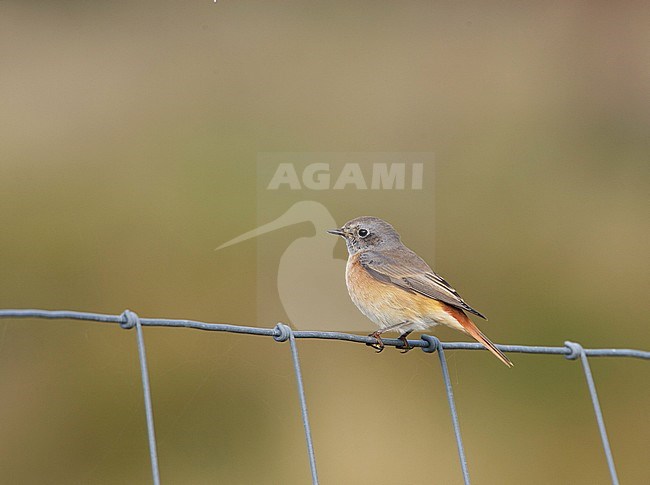 Gekraagde Roodstaart, Common Redstart, Phoenicurus Phoenicurus stock-image by Agami/Arie Ouwerkerk,