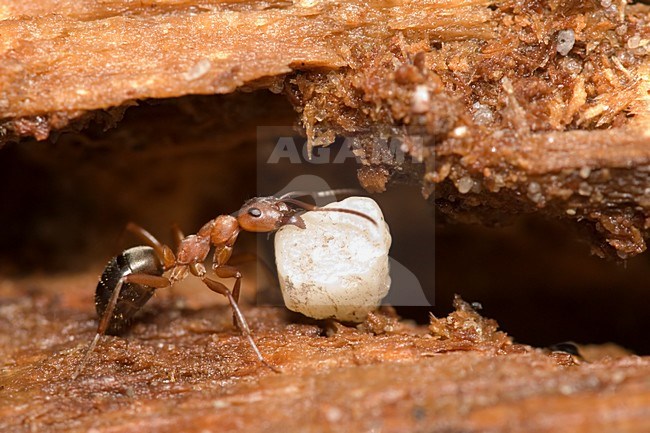 Kale rode bosmier, Forest Ant stock-image by Agami/Han Bouwmeester,