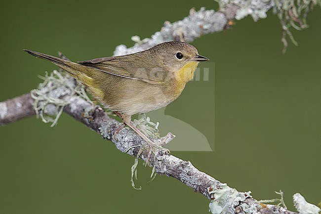 Adult female
Galveston Co., TX
April 2013 stock-image by Agami/Brian E Small,