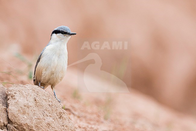 Immature Eastern Rock Nuthatch (Sitta tephronata tephronata) in Tajikistan. Standing erect. stock-image by Agami/Ralph Martin,