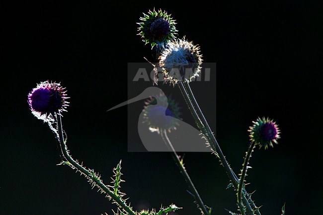 Distelplant met tegenlicht stock-image by Agami/Marc Guyt,