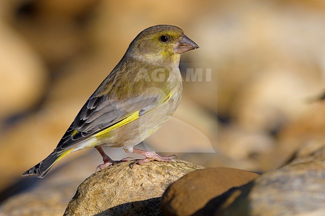 Mannetje Groenling op steen; Male European Greenfinch perched on a rock stock-image by Agami/Daniele Occhiato,