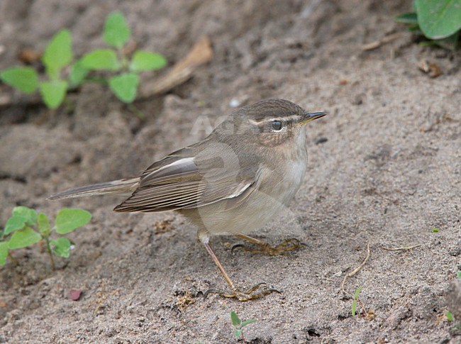 Bruine boszanger zittend op de grond; Dusky Warbler sitting on the ground stock-image by Agami/Ran Schols,