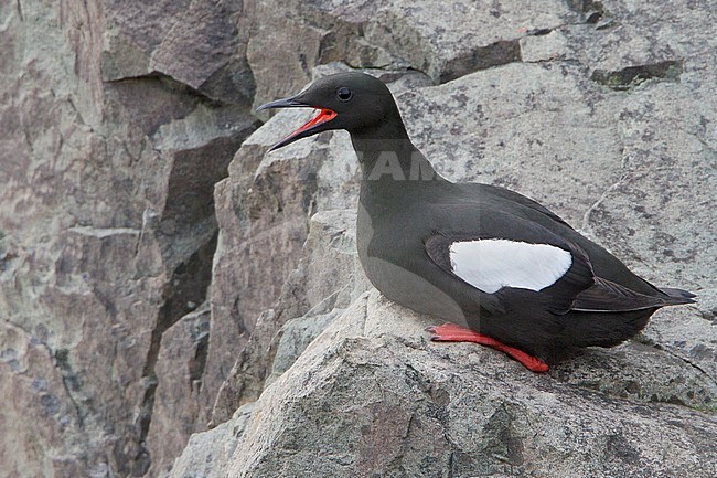 Black Guillemot (Cepphus grylle) perched on a cliff off Newfoundland, Canada. stock-image by Agami/Glenn Bartley,