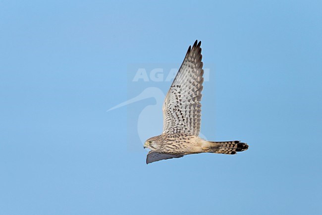 Vliegend vrouwtje Torenvalk; Flying female Common Kestrel stock-image by Agami/Ran Schols,