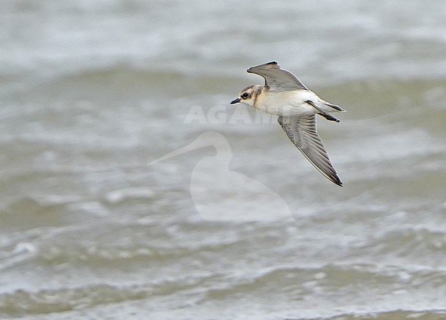 Siberian Sand Plover (Charadrius mongolus mongolus) during autumn migration in Mongolia. stock-image by Agami/Dani Lopez-Velasco,