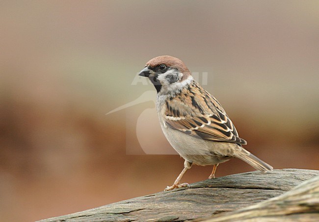 Ringmus zittend; Eurasian Tree Sparrow perched stock-image by Agami/Reint Jakob Schut,