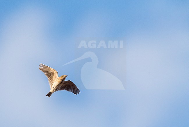 Eurasian Skylark (Alauda arvensis) on migration along the Black Sea, Bulgaria stock-image by Agami/Marc Guyt,