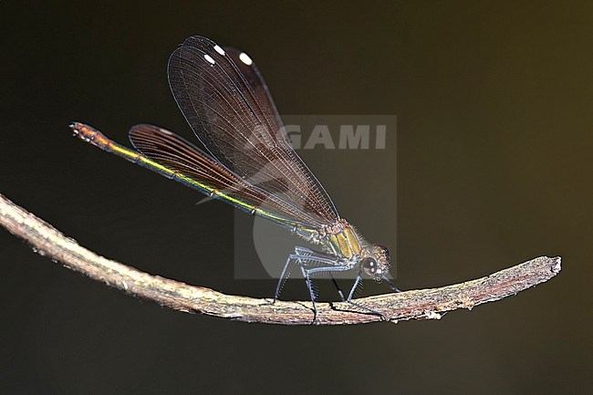 Vrouwtje Bosbeekjuffer, Female Calopteryx virgo stock-image by Agami/Jacob Garvelink,