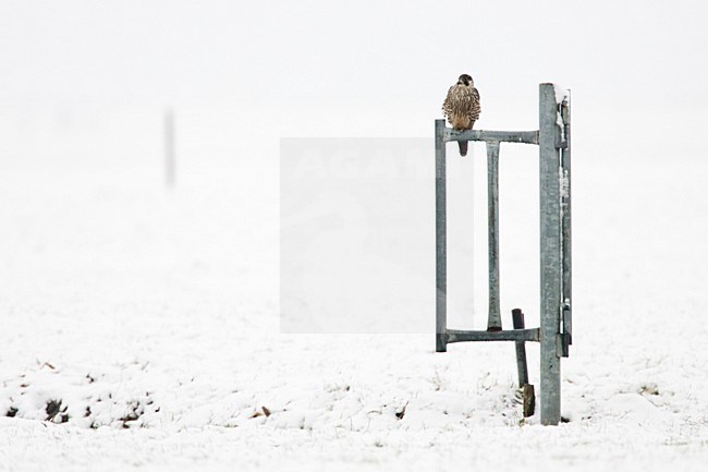 Slechtvalk  zittend op hek; Peregrine Falcon  perched on gate stock-image by Agami/Menno van Duijn,