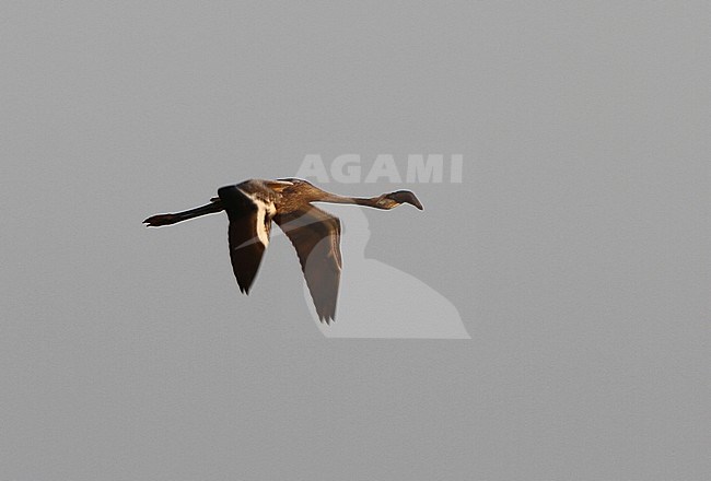 Onvolwassen Kleine Flamingo in vlucht; Immature Lesser Flamingo (Phoeniconaias minor) in flight stock-image by Agami/James Eaton,