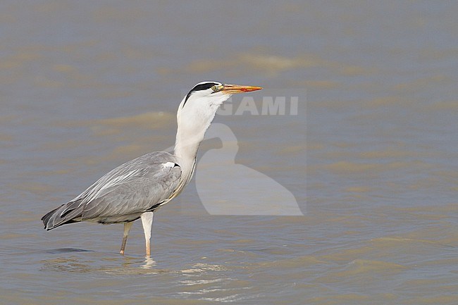 Grey Heron (Ardea cinerea ssp. cinerea) Austria, adult swallowing a fish for lunch. stock-image by Agami/Ralph Martin,