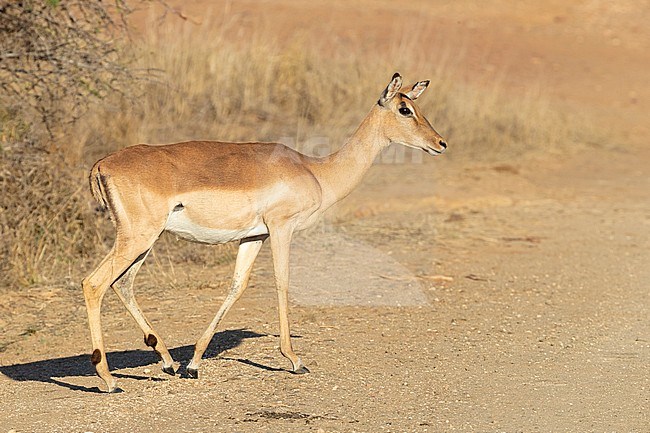 Impala (Aepyceros melampus), side view of an adult female standing on the ground, Mpumalanga, South Africa stock-image by Agami/Saverio Gatto,