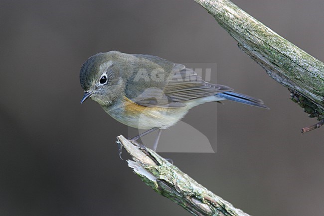 Red-flanked Bluetail, Blauwstaart, Luscinia cyanura stock-image by Agami/Chris van Rijswijk,