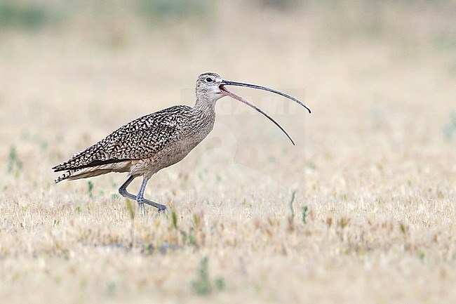 Adult breeding
Box Elder Co., UT
June 2013 stock-image by Agami/Brian E Small,