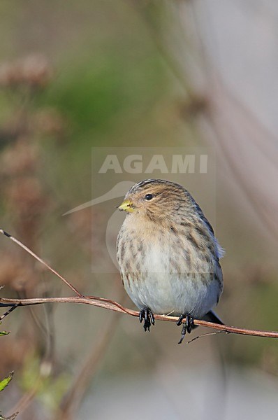Frater op takje, Twite on twig stock-image by Agami/Markus Varesvuo,