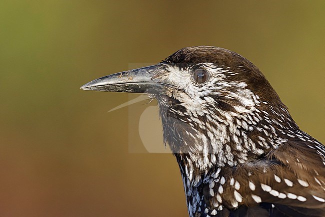 Very tame Spotted Nutcracker (Nucifraga caryocatactes) wintering in an urban area in Wageningen in the Netherlands. stock-image by Agami/Walter Soestbergen,