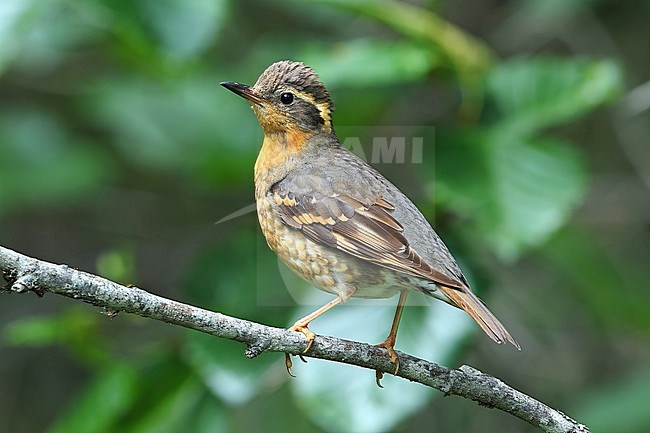 Varied Thrush (Ixoreus naevius) female  taken the 23/06/2022 at Seward - Alaska - USA stock-image by Agami/Aurélien Audevard,