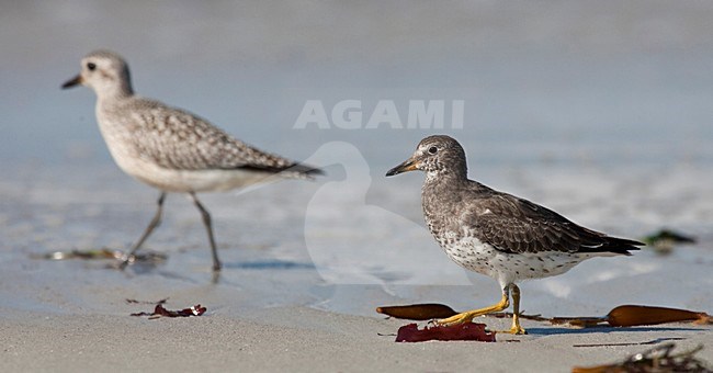 Brandingloper; Surfbird; Calidris virgata stock-image by Agami/Martijn Verdoes,