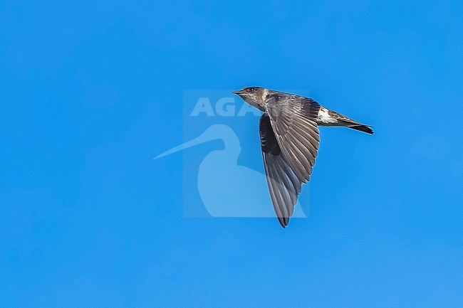 First-winter Purple Martin (Progne subis) flying over the sea, Cape May, New Jersey, USA. stock-image by Agami/Vincent Legrand,